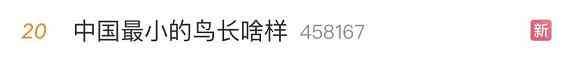中国最小的鸟！超可爱，名字很“霸气”